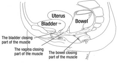 PELVIC FLOOR - Sandringham Sports Physio